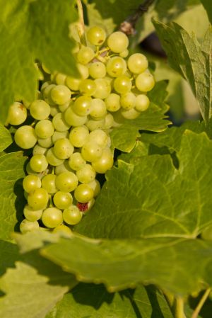 grapes 2 sm.jpg